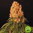 Orange Sherbert Auto - Fast Buds - FastBuds