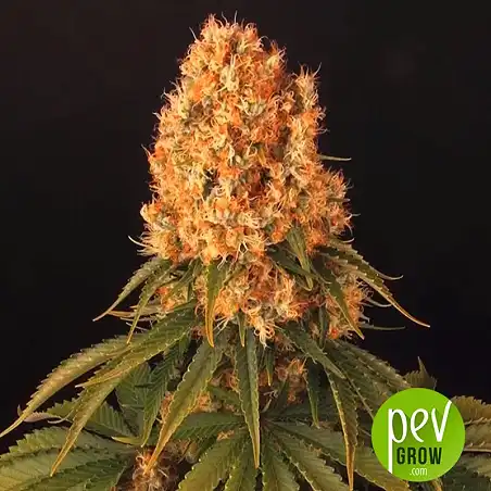 Orange Sherbert Auto - Fast Buds - FastBuds