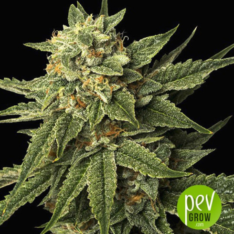 Holy Grail Kush - DNA Genetics
