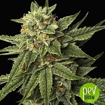 Holy Grail Kush - DNA Genetics