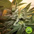 Kushberry - DNA Genetics