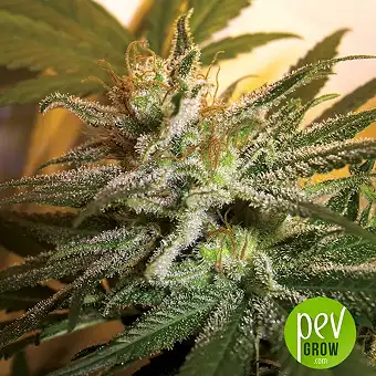 Kushberry - DNA Genetics