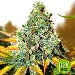 Lemon Skunk DNA Genetics