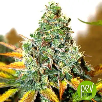 Lemon Skunk DNA Genetics