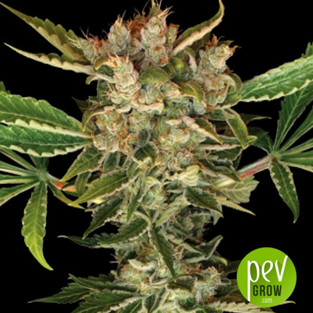 Martian Kush DNA Genetics