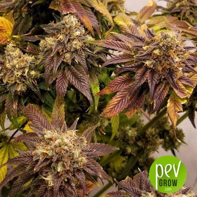 Sour Secret - DNA Genetics