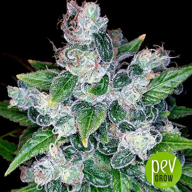 Kandy Kush x Skunk - DNA Genetics Kandy Kush x Skunk - DNA Genetics