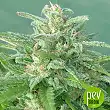 Brooklyn Mango - Dr Underground