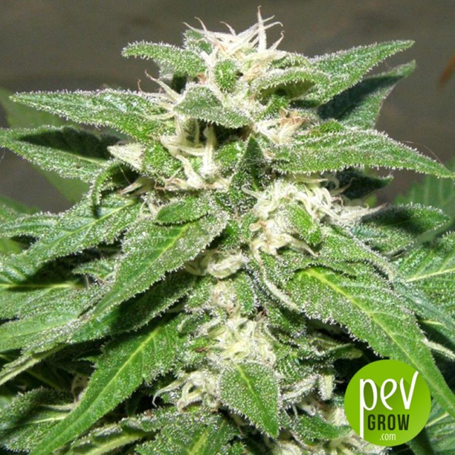 Chrystal Meth - Dr Underground
