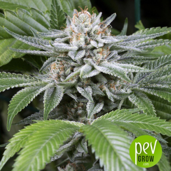 Gorilla OG