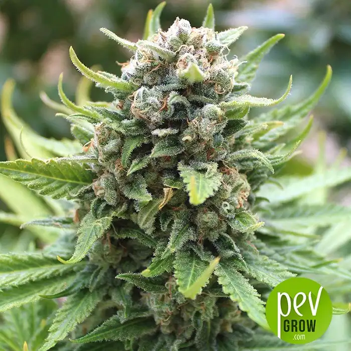 King Kong Dr Underground