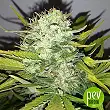 Melon Gum Dr Underground