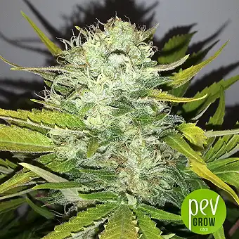 Melon Gum Dr Underground