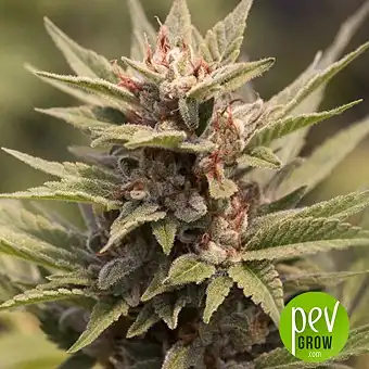 Original Ganster - Dr Underground