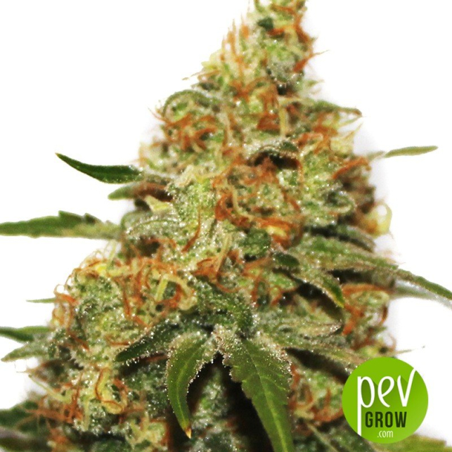 Painkiller