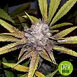 Auto Melon Gum - Dr Underground