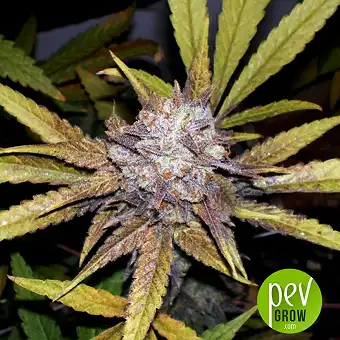 Auto Melon Gum - Dr Underground