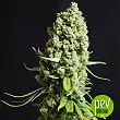Bestial Skunk - Elite Seeds