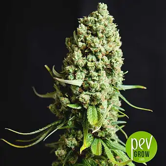 Bestial Skunk - Elite Seeds