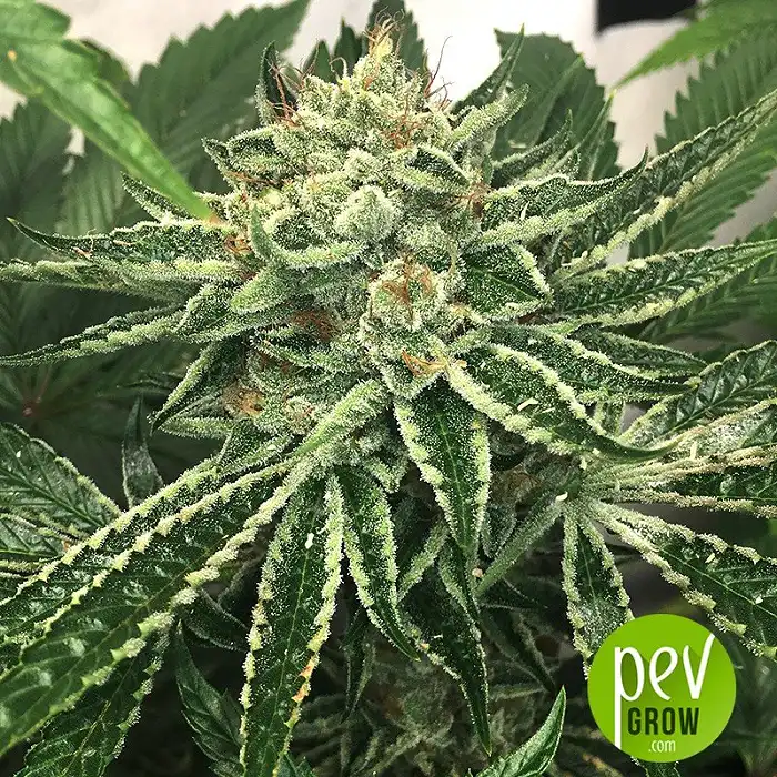 Caprichosa Thai - Elite Seeds