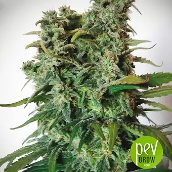 Elite 47 - Elite Seeds