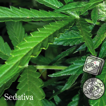 Sedativa Auto