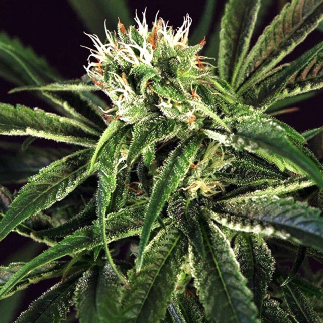 Amnesia 7 Exotic Seeds