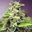 Afghan Skunk Expert Seeds