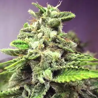 Afghan Skunk Expert Seeds