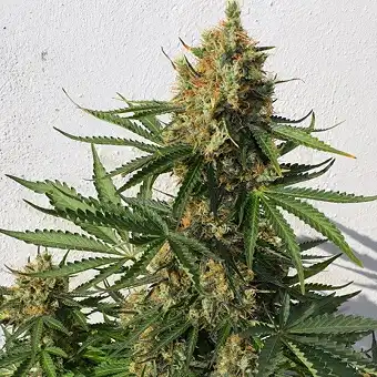 Amnesia Haze Expert Seeds