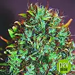 Expert Haze - Expert Seeds