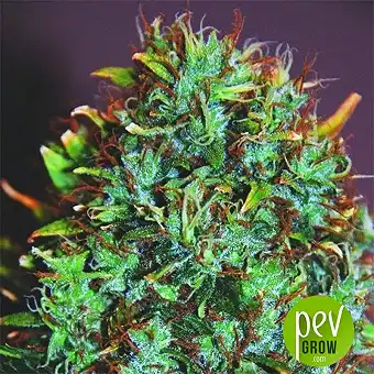 Expert Haze - Expert Seeds