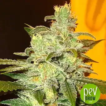 Northern Lights Expert Seeds