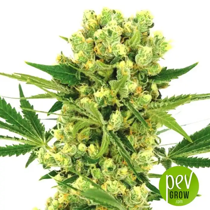 Amnesia Haze Auto - Expert Seeds