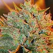 NL X Big Bud Auto - Expert Seeds