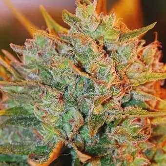 NL X Big Bud Auto - Expert Seeds