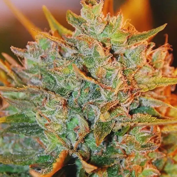 NL X Big Bud Auto - Expert Seeds