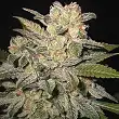 Northern Light Auto - Expert Seeds