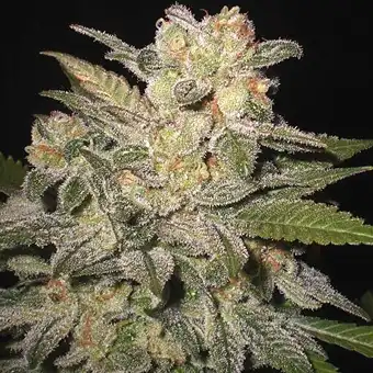 Northern Light Auto - Expert Seeds