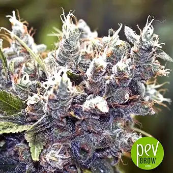 Bubblegummer - Female Seeds