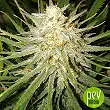 C99 - Female Seeds