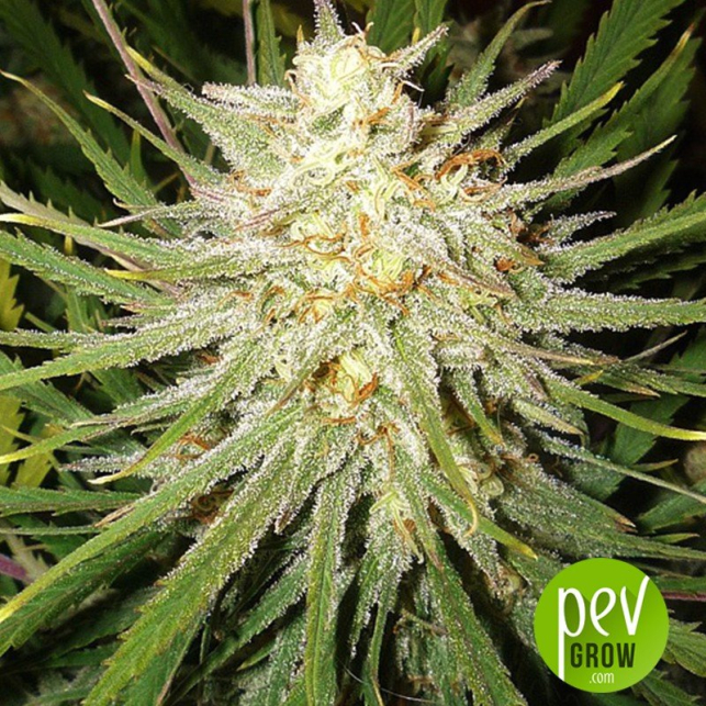 C99 - Female Seeds