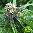 Easy Sativa - Female Seeds