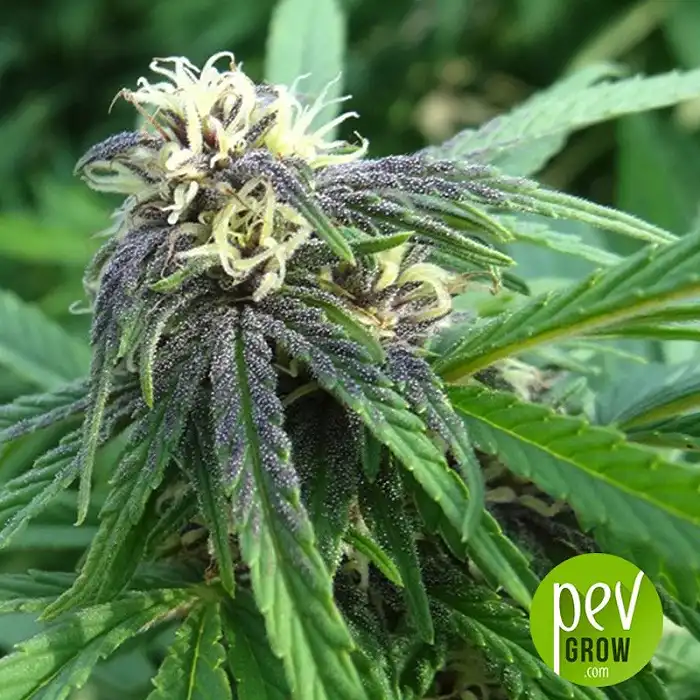 Easy Sativa - Female Seeds