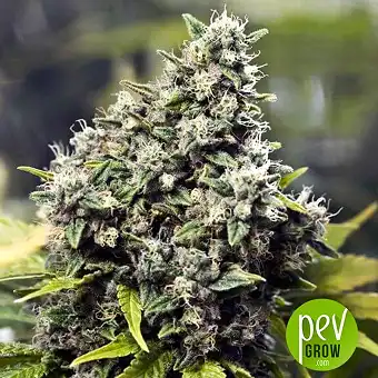 Grapefruit - Female Seeds