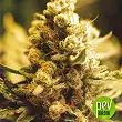 Lemon Kush Female Seeds