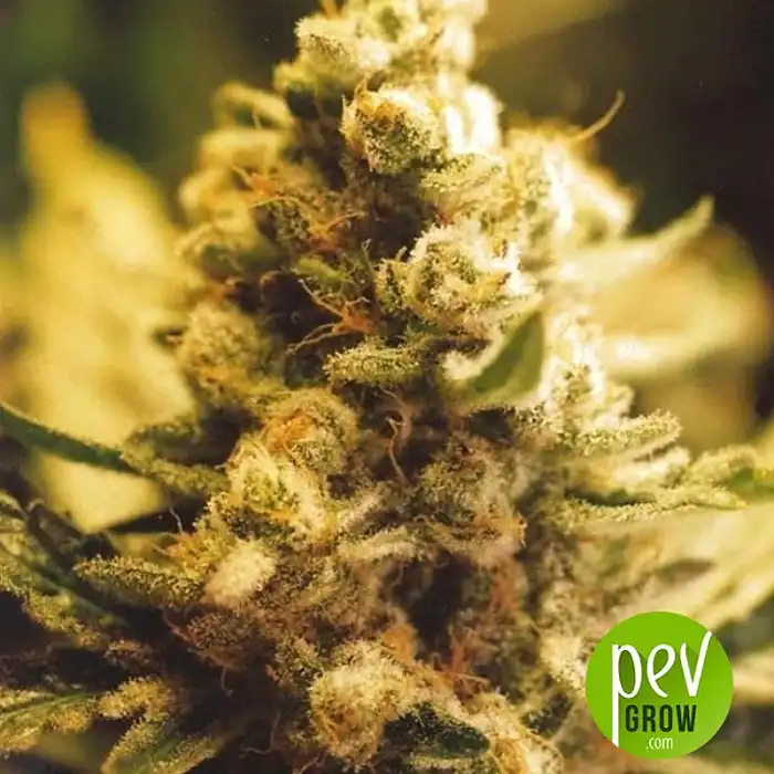 Lemon Kush Female Seeds