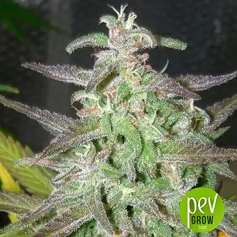 Maroc - Female Seeds