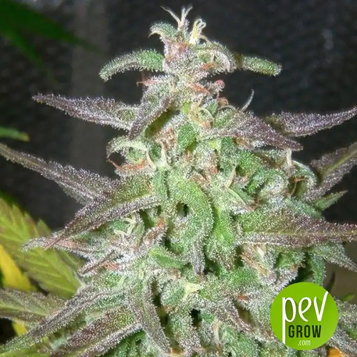 Maroc - Female Seeds