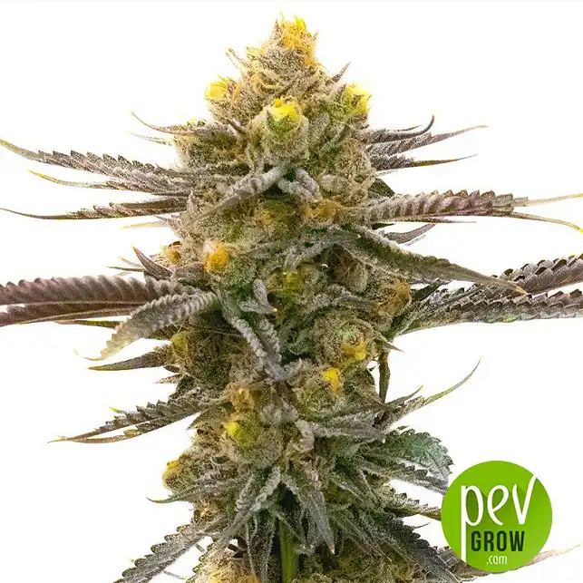 Neville's Haze Hybrid - Female Seeds Neville's Haze Hybrid - Female Seeds